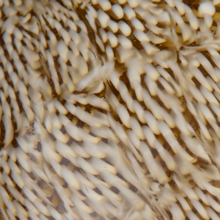 Bild 3 zu Objekt, Two 'Murrine' eggs, 1975-78, Ludovico Diaz de Santillana, Venini & C., Murano, 116B 156