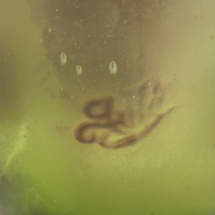 Bild 3 zu Objekt, Small 'Vigne vierge' vase, 1906-14, Gall&eacute;, Emile, Nancy, 117A 169