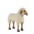 Sheep, 1960/70s