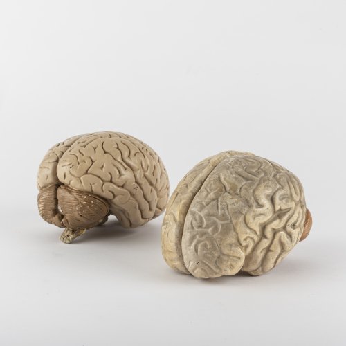 Zwei anatomische Modelle des menschliches Gehirns, um 1900-1920