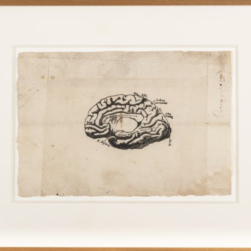 Anatomische Darstellung eines Gehirns, 17. Jahrhundert