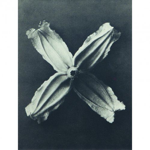 Sechs Pflanzenstudien aus 'Wundergarten der Natur', 1932