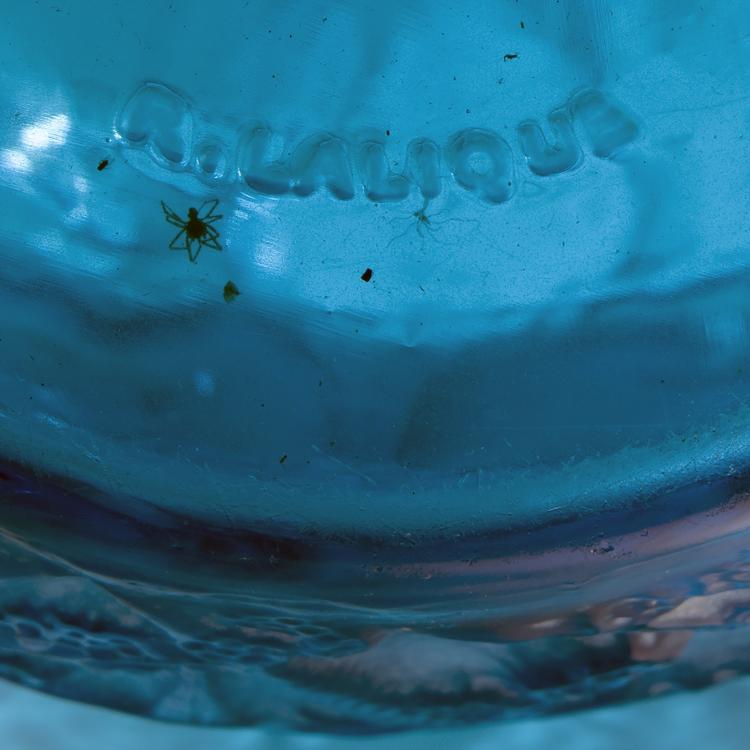 Bild 5 zu Objekt, Vase 'Perruches', 1919, Lalique, Wingen-sur-Moder, 144C 4