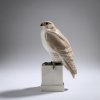 Seated falcon, 1907