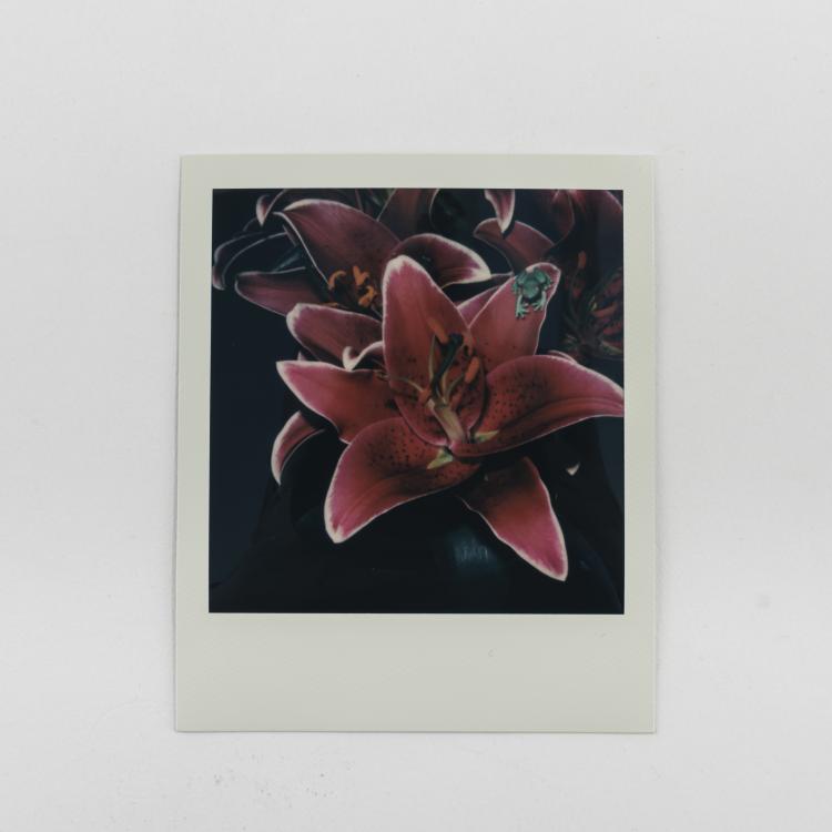 Hauptbild zu Objekt, Untitled (red lilies and green frog), 2000s, Nobuyoshi Araki, 157C 793