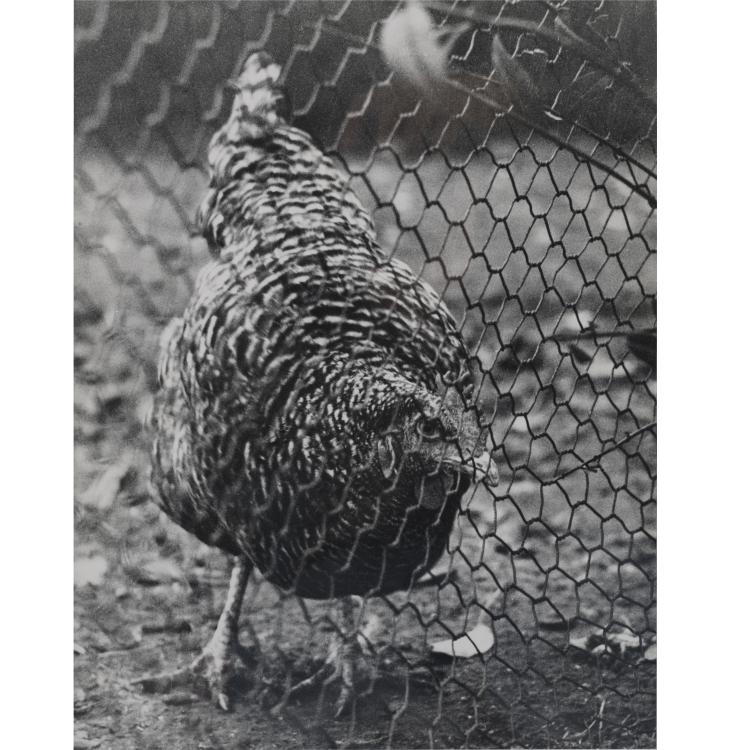 Bild 1 zu Objekt, Zwei Fotografien 'Huhn' und 'Eier', 1929-33,  Bauhaus, 157A 57