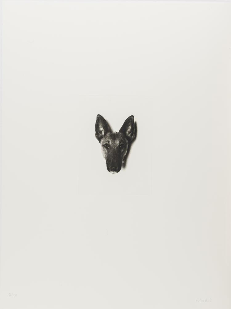 Hauptbild zu Objekt, Hundeportr&auml;t, aus 'Meine Kindheit - Schmerz und Heilung', 1997, Rosemarie Trockel, 157C 762
