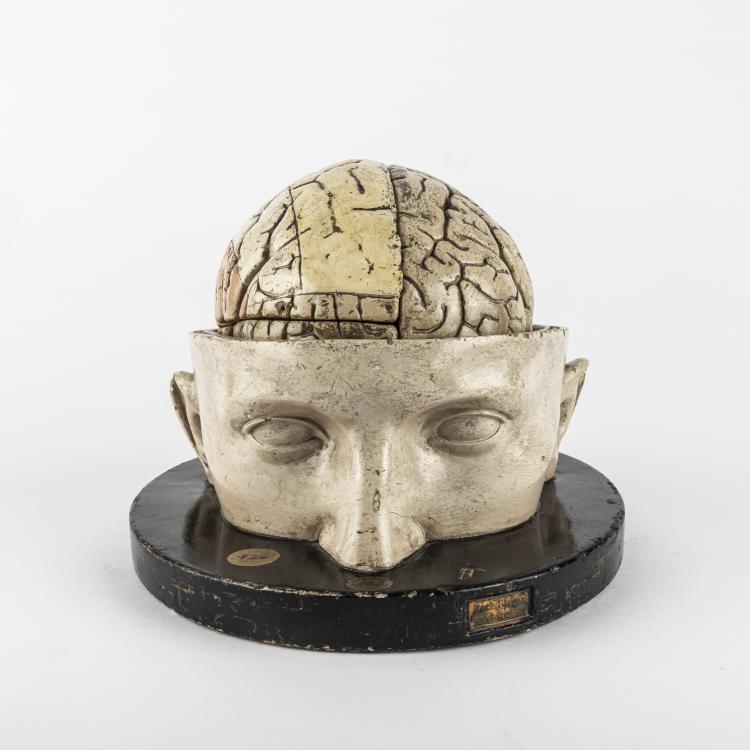 Hauptbild zu Objekt, Anatomical model of the Human Brain, c. 1880, Leipzig, 163B 144