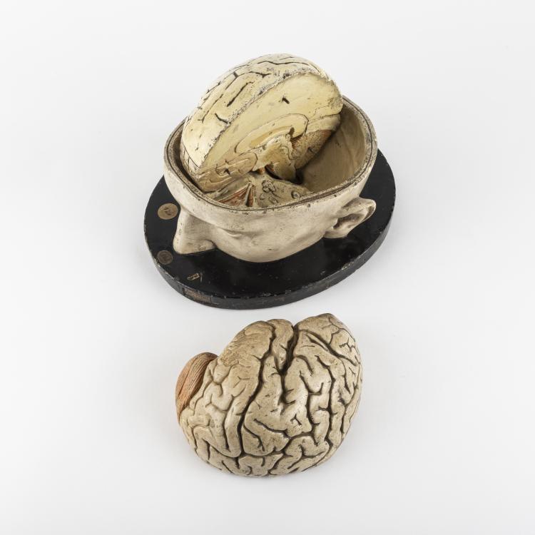 Bild 1 zu Objekt, Anatomical model of the Human Brain, c. 1880, Leipzig, 163B 144