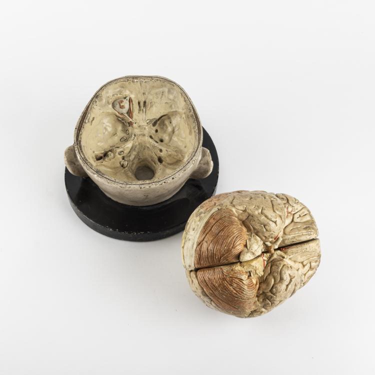 Bild 2 zu Objekt, Anatomical model of the Human Brain, c. 1880, Leipzig, 163B 144