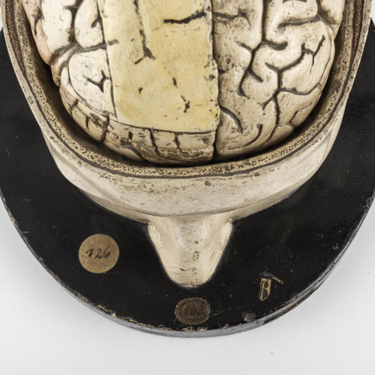 Bild 3 zu Objekt, Anatomical model of the Human Brain, c. 1880, Leipzig, 163B 144