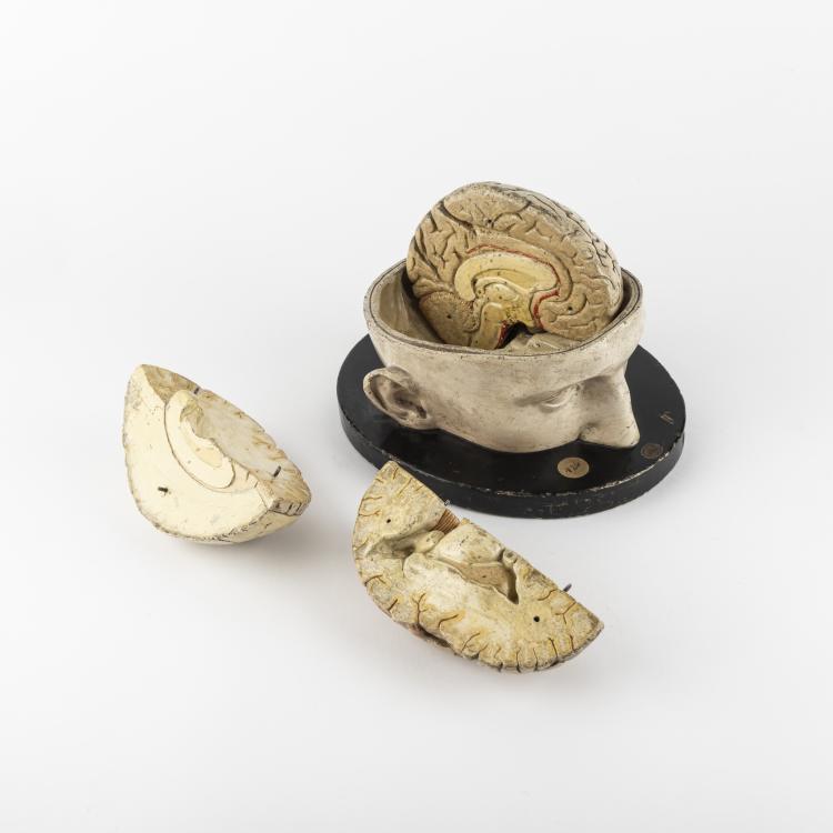 Bild 5 zu Objekt, Anatomical model of the Human Brain, c. 1880, Leipzig, 163B 144