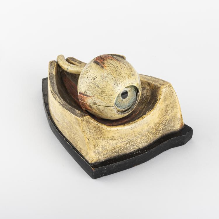 Hauptbild zu Objekt, Anatomical model of the Human Eye, 1900 - 1920, Frankreich (zugeschrieben), 163B 156
