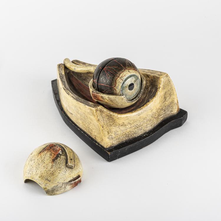 Bild 1 zu Objekt, Anatomical model of the Human Eye, 1900 - 1920, Frankreich (zugeschrieben), 163B 156