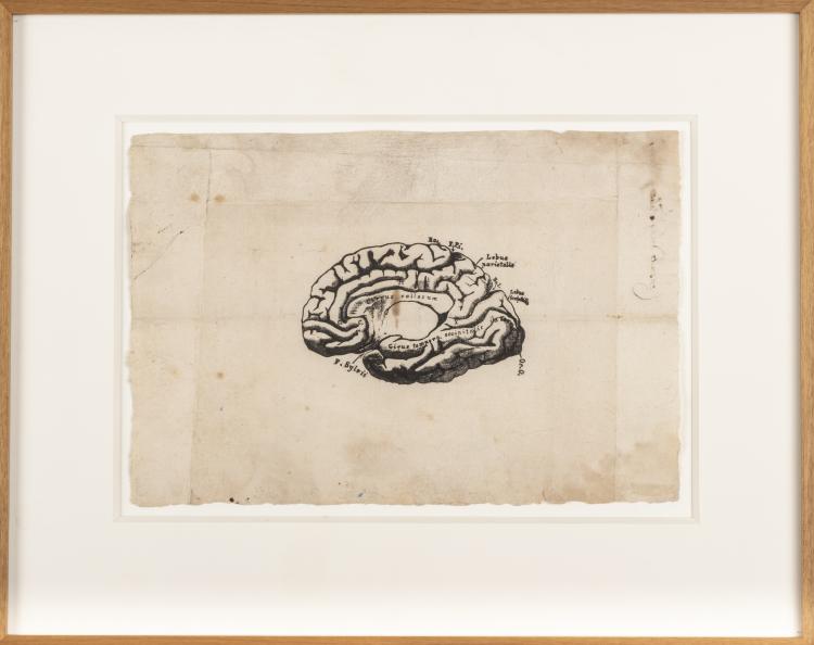 Hauptbild zu Objekt, Anatomische Darstellung eines Gehirns, 17. Jahrhundert, Italien, 163B 145