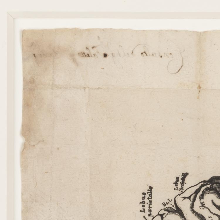 Bild 1 zu Objekt, Anatomische Darstellung eines Gehirns, 17. Jahrhundert, Italien, 163B 145