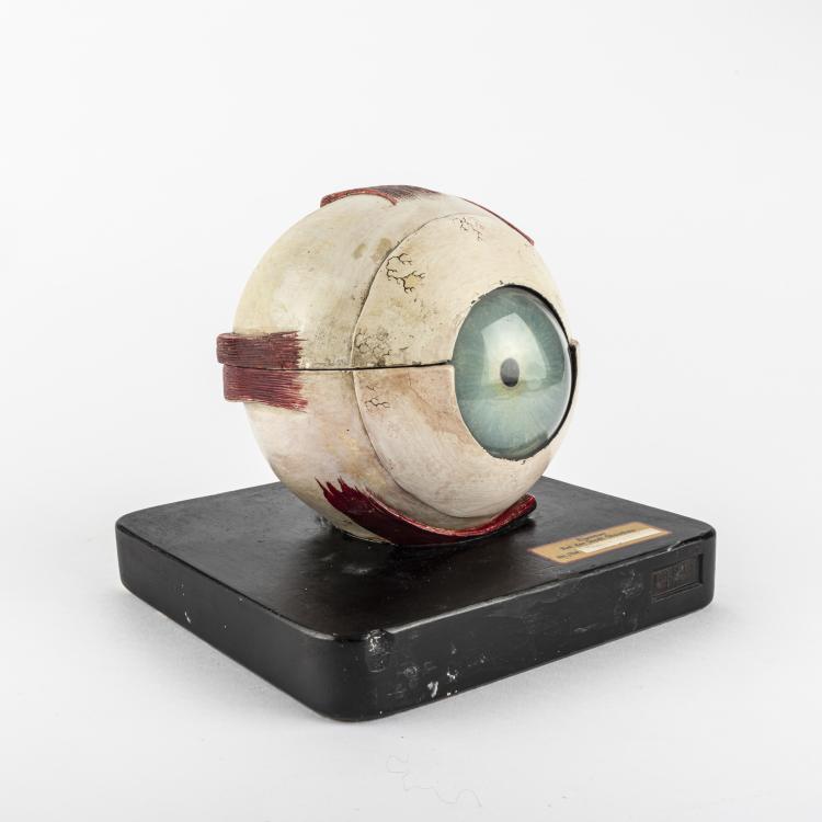 Hauptbild zu Objekt, Anatomical model of the Human Eye, c. 1940, Deutschland (zugeschrieben), 163B 158