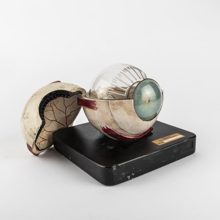 Bild 1 zu Objekt, Anatomical model of the Human Eye, c. 1940, Deutschland (zugeschrieben), 163B 158