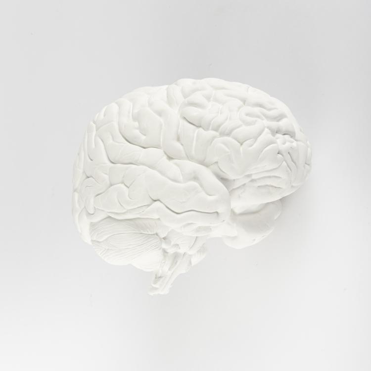 Hauptbild zu Objekt, 'Brain', 1987, Katharina Fritsch, 163B 143