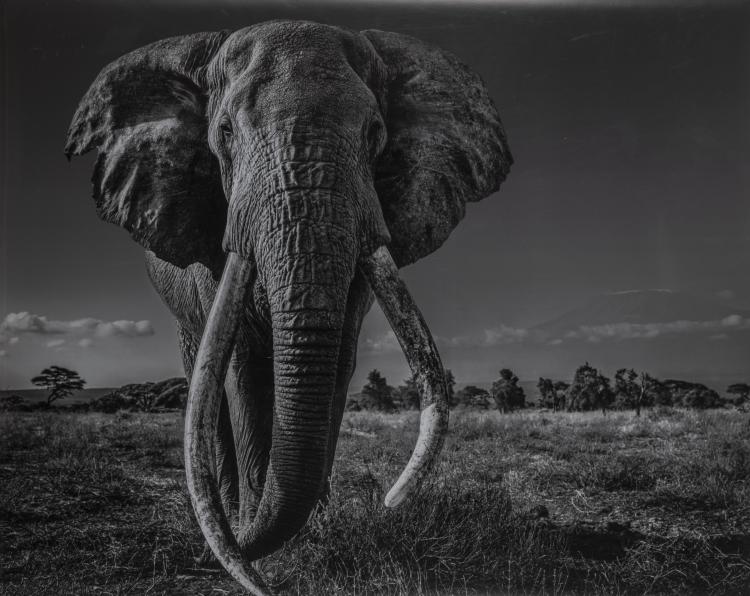 Hauptbild zu Objekt, 'Space for Giants', 2020, David Yarrow, Heni Editions, 163D 619