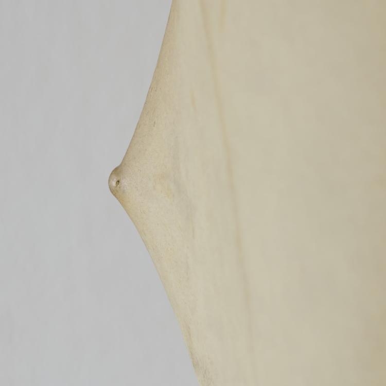 Bild 3 zu Objekt, 'Fantasma' floor light, 1961, Tobia Scarpa, Flos, Brescia, 167A 213