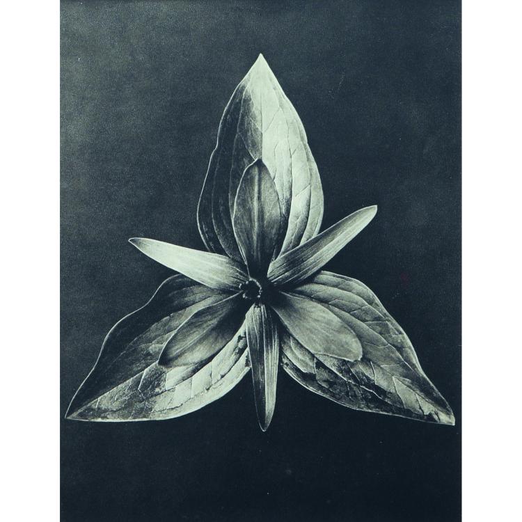Hauptbild zu Objekt, Sechs Pflanzenstudien aus 'Wundergarten der Natur', 1932, Karl Blossfeldt, 169E 917