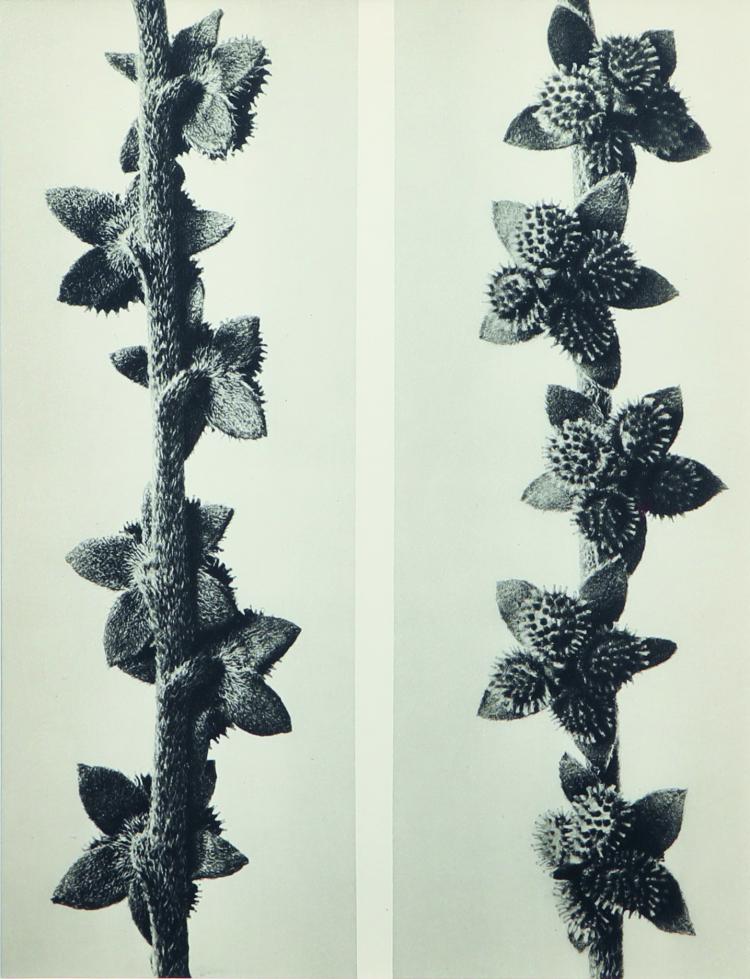 Bild 1 zu Objekt, Sechs Pflanzenstudien aus 'Wundergarten der Natur', 1932, Karl Blossfeldt, 169E 917