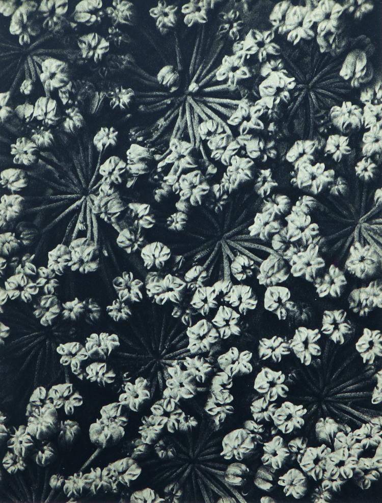 Bild 2 zu Objekt, Sechs Pflanzenstudien aus 'Wundergarten der Natur', 1932, Karl Blossfeldt, 169E 917