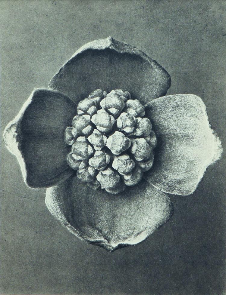 Bild 3 zu Objekt, Sechs Pflanzenstudien aus 'Wundergarten der Natur', 1932, Karl Blossfeldt, 169E 917