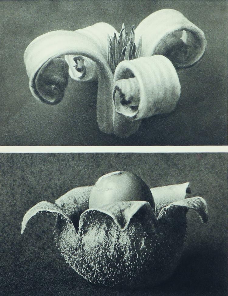 Bild 4 zu Objekt, Sechs Pflanzenstudien aus 'Wundergarten der Natur', 1932, Karl Blossfeldt, 169E 917
