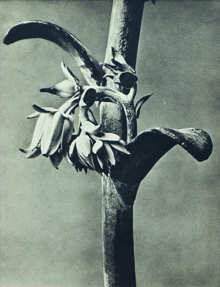 Bild 5 zu Objekt, Sechs Pflanzenstudien aus 'Wundergarten der Natur', 1932, Karl Blossfeldt, 169E 917