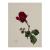 4 gouaches Rose, Blackberry, Blueberry, Lily of the Valley, presumably late 1930s