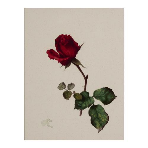 4 gouaches Rose, Blackberry, Blueberry, Lily of the Valley, presumably late 1930s