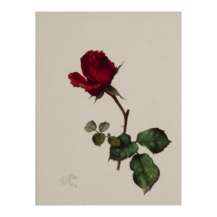 Hauptbild zu Objekt, 4 gouaches Rose, Blackberry, Blueberry, Lily of the Valley, presumably late 1930s, Willy Kriegel, 181C 732