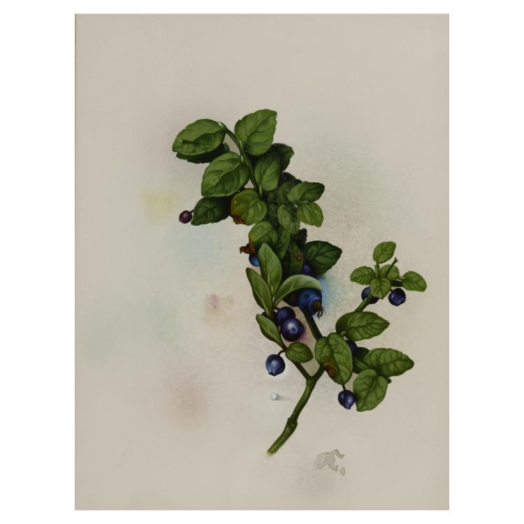 Bild 9 zu Objekt, 4 gouaches Rose, Blackberry, Blueberry, Lily of the Valley, presumably late 1930s, Willy Kriegel, 181C 732