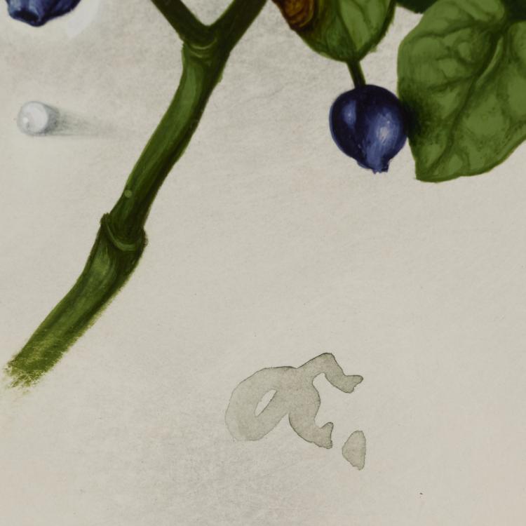 Bild 11 zu Objekt, 4 gouaches Rose, Blackberry, Blueberry, Lily of the Valley, presumably late 1930s, Willy Kriegel, 181C 732