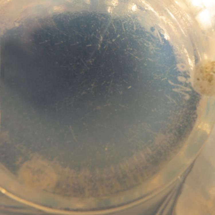 Bild 2 zu Objekt, Vase 'Avallon', 1927, Lalique, Ren&eacute;, Wingen-sur-Moder, 144A 31